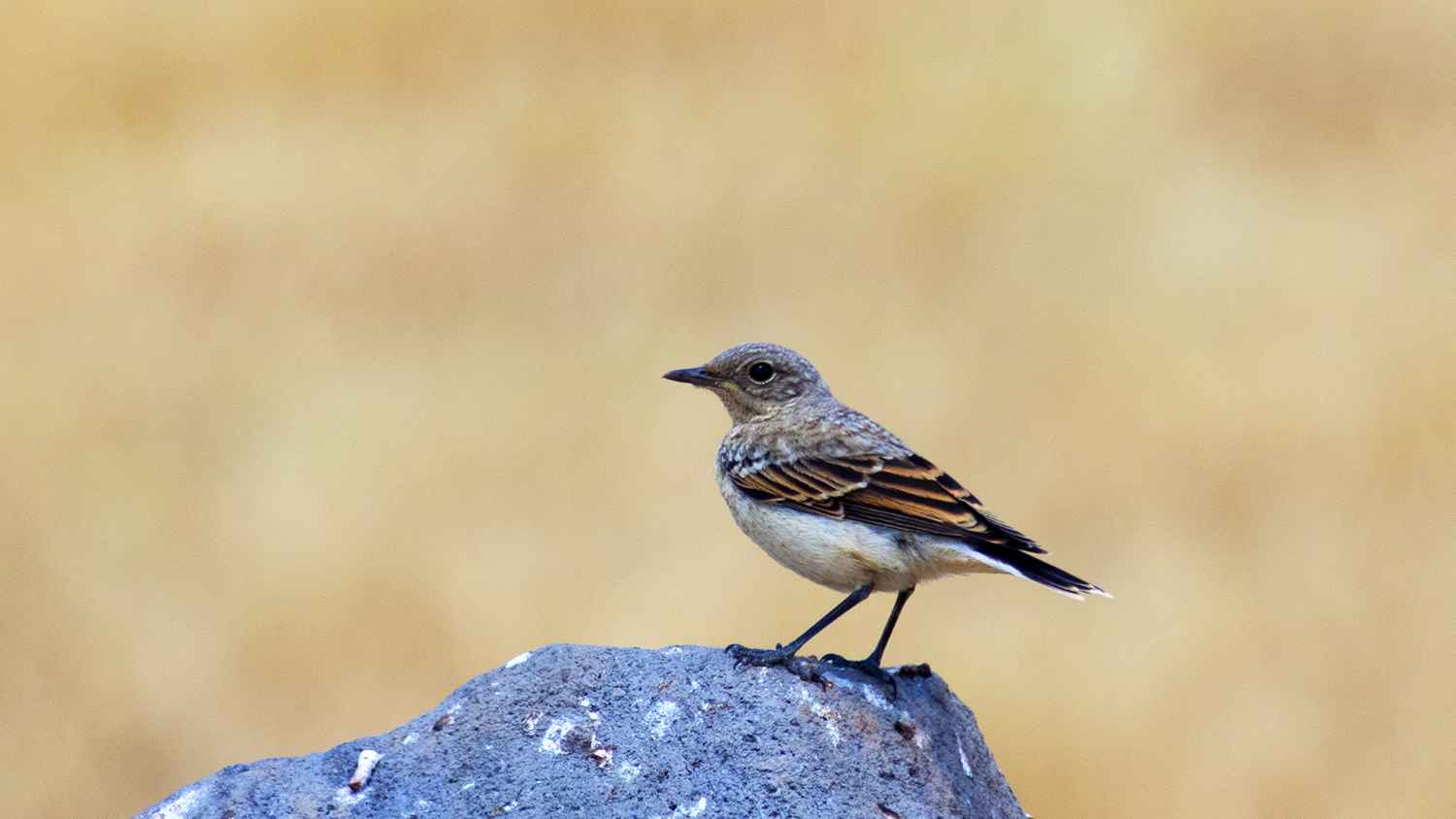 Northern Wheatear